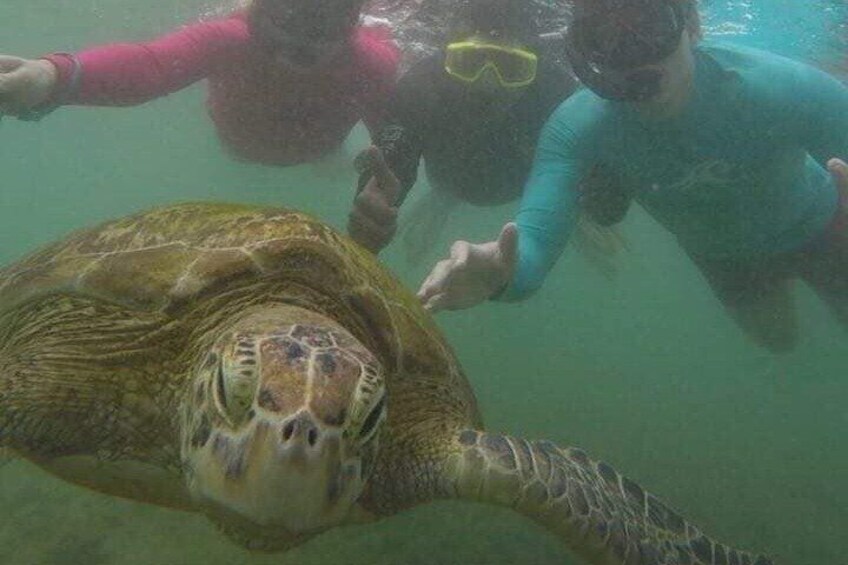 Snorkeling with Sea Turtles in Mirissa