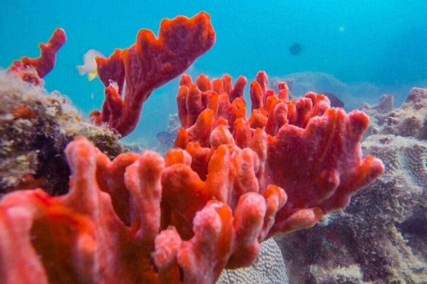 Corals at Pambato Reed