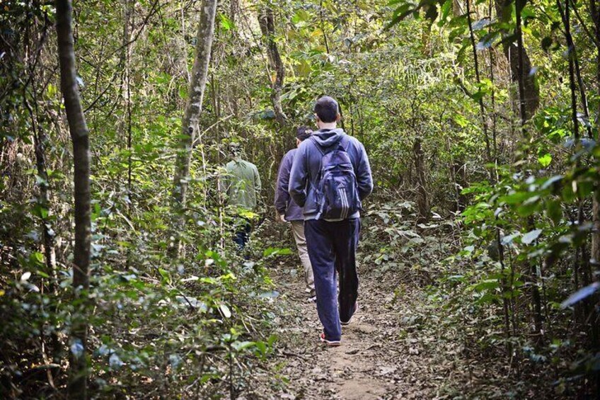 Trail at the Cantareira State Park 