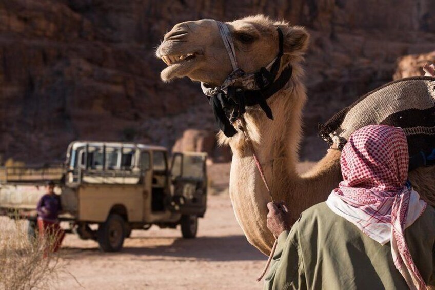 Camel in Wadi Rum