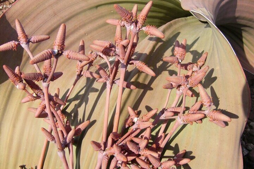 Welwitschia Tour from Swakopmund