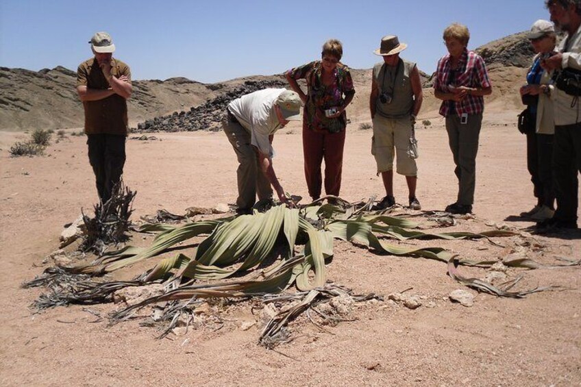 Guide explaining Welwitschia mirabilis