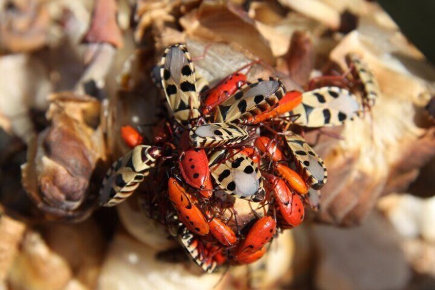 Welwitschia Tour from Swakopmund