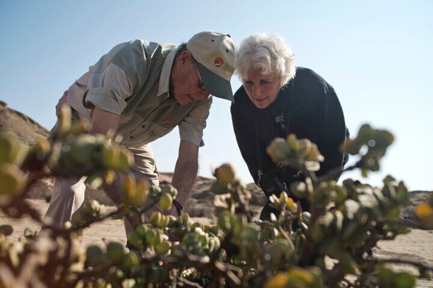 Welwitschia Tour from Swakopmund