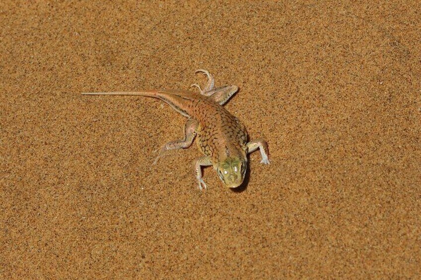 Living Dunes Experience from Swakopmund
