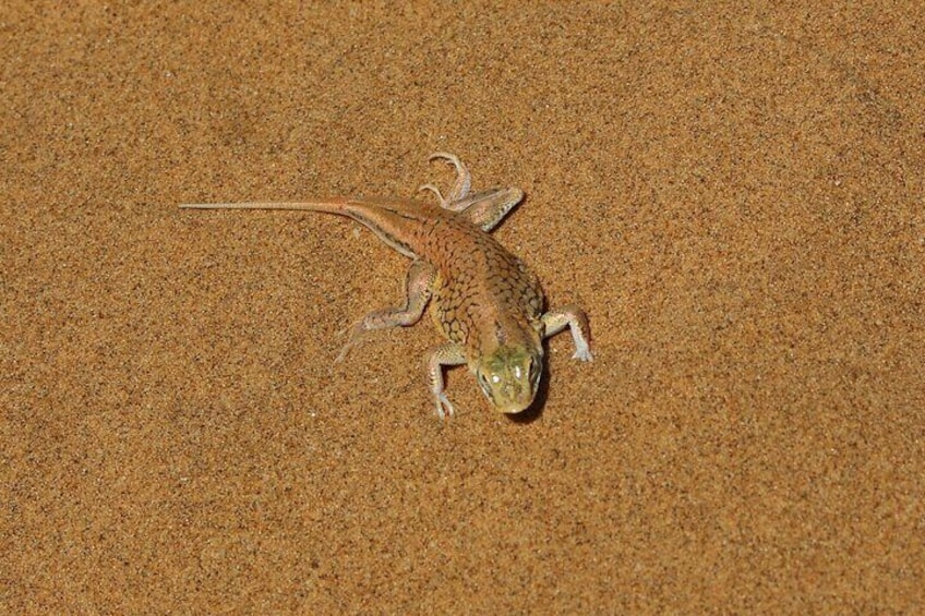 Living Dunes Experience from Swakopmund