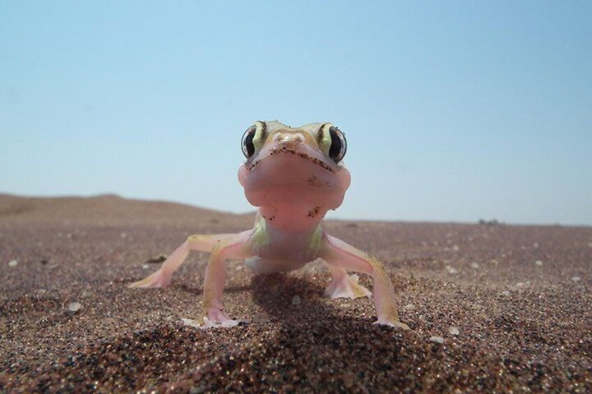 Palmato Gecko