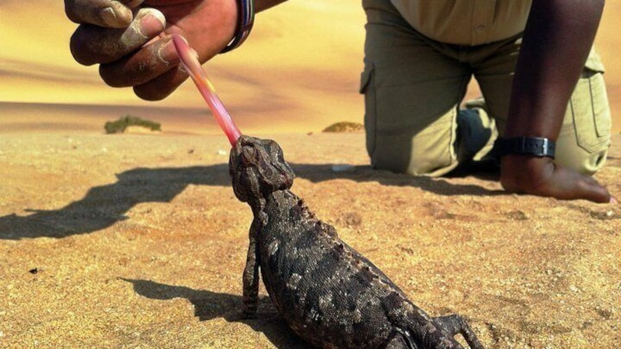 Guide feeding a Namaqua Chameleon