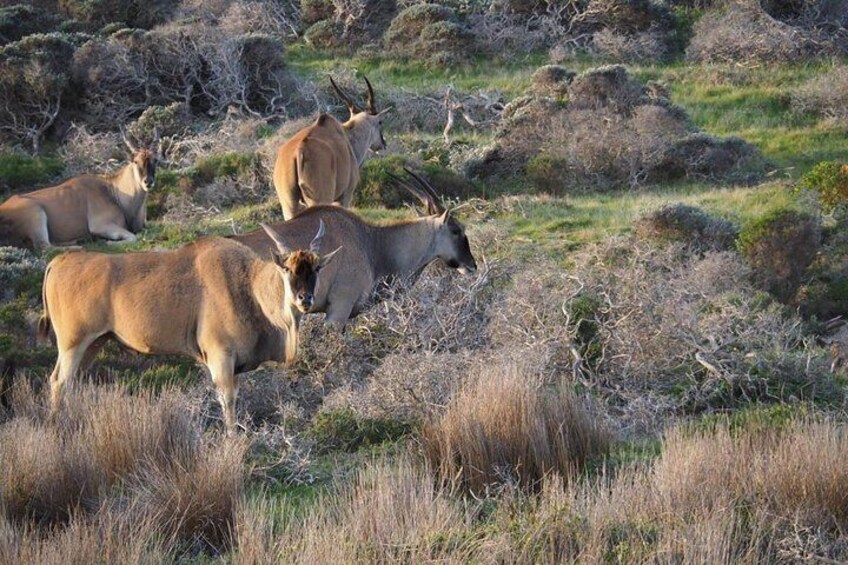 Cape Eland