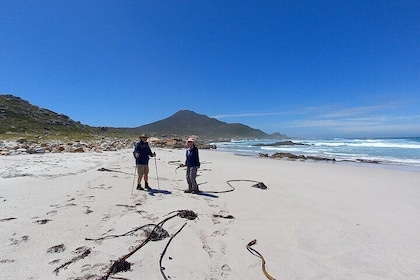 Hike Cape of Good hope, Cape Point & Penguins Private customisable Full Day...
