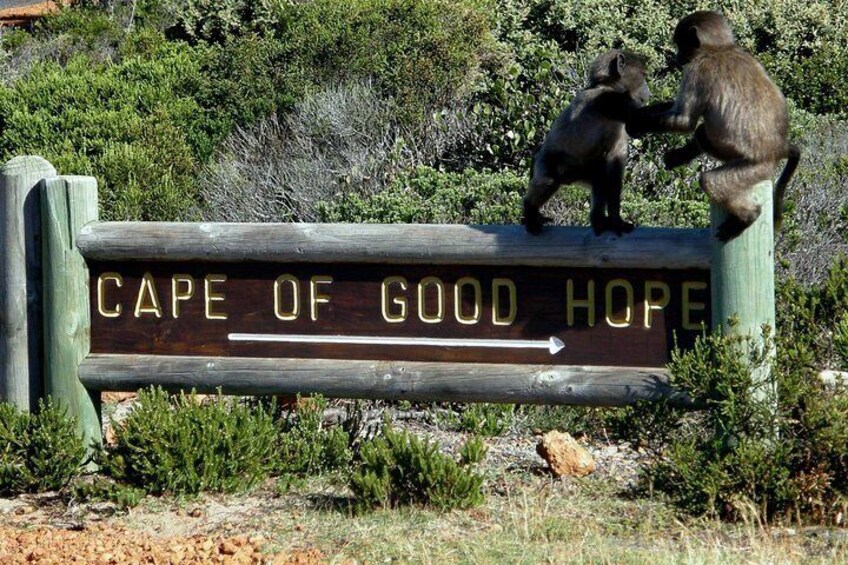 Chacma Baboon to the Cape of Good Hope