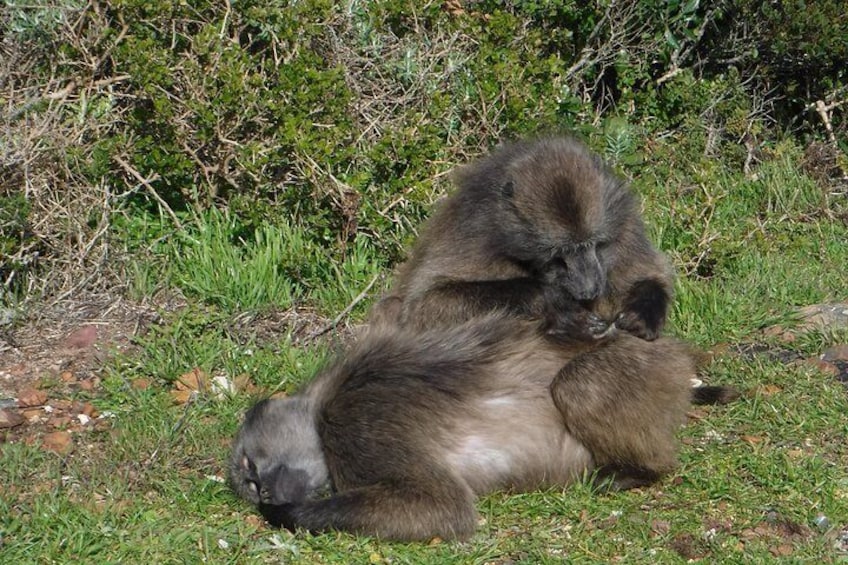 Chacma Baboon