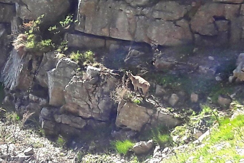 The Himalayan Thar of Table Mountain looking down