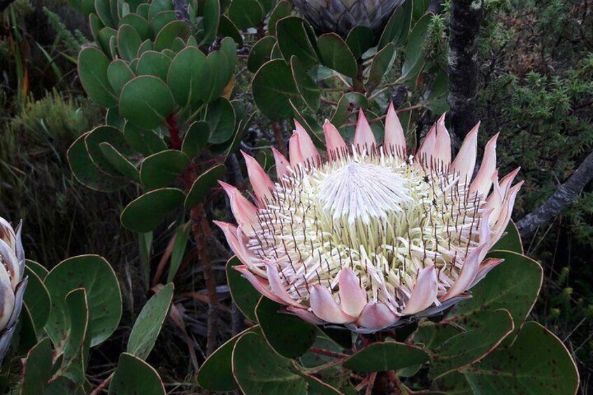 King Protea flower