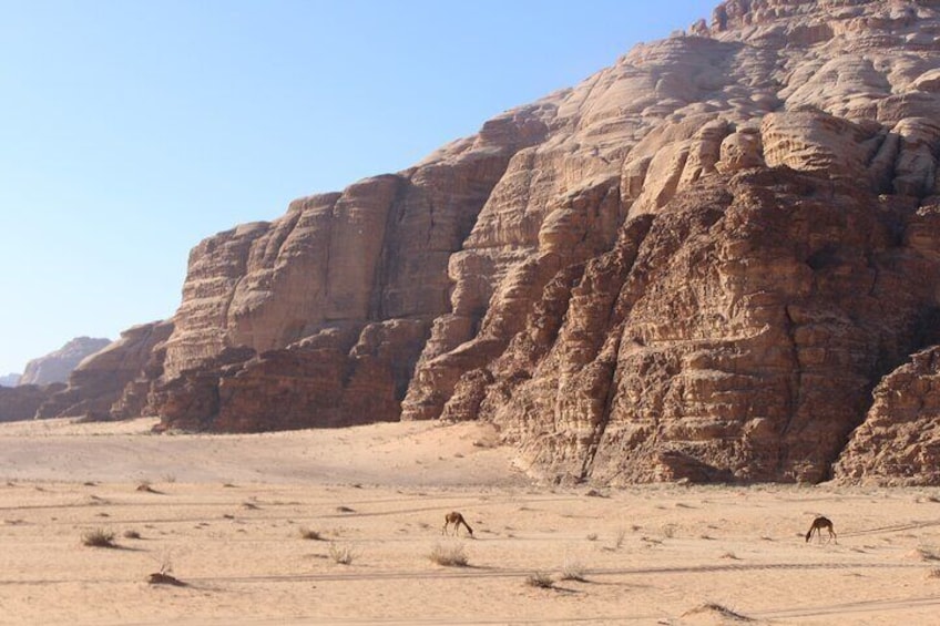 3-Day Private Tour to Petra, Wadi Rum, Dana, Aqaba, and Dead Sea From Amman