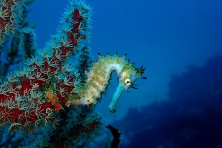 Let's enjoy Scuba diving in Izu Oceanic park Izu Peninsula for certificate Diver