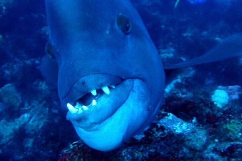 Let's enjoy Scuba diving in Izu Oceanic park Izu Peninsula for certificate Diver