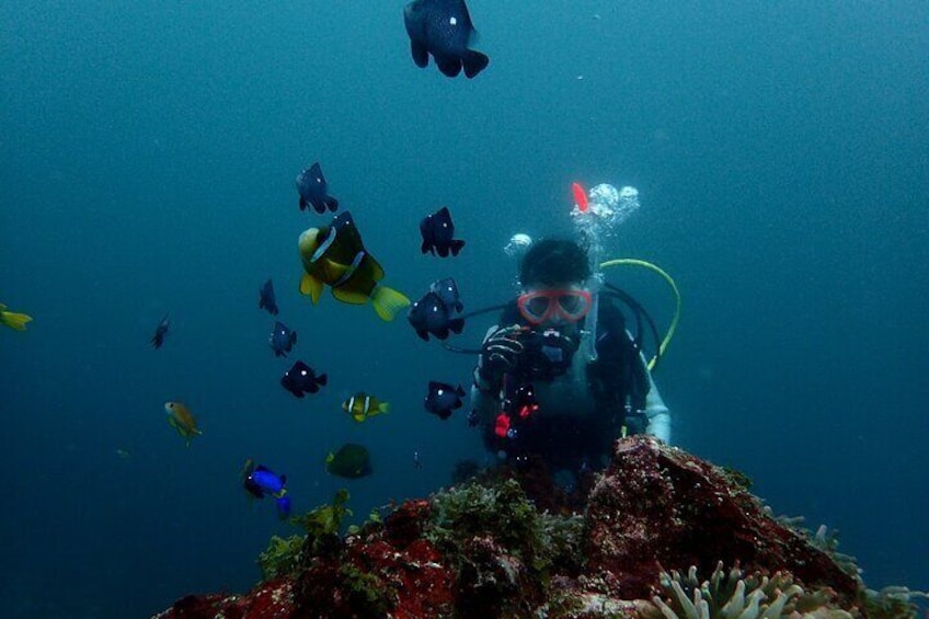 Let's enjoy Scuba diving in Izu Oceanic park Izu Peninsula for certificate Diver