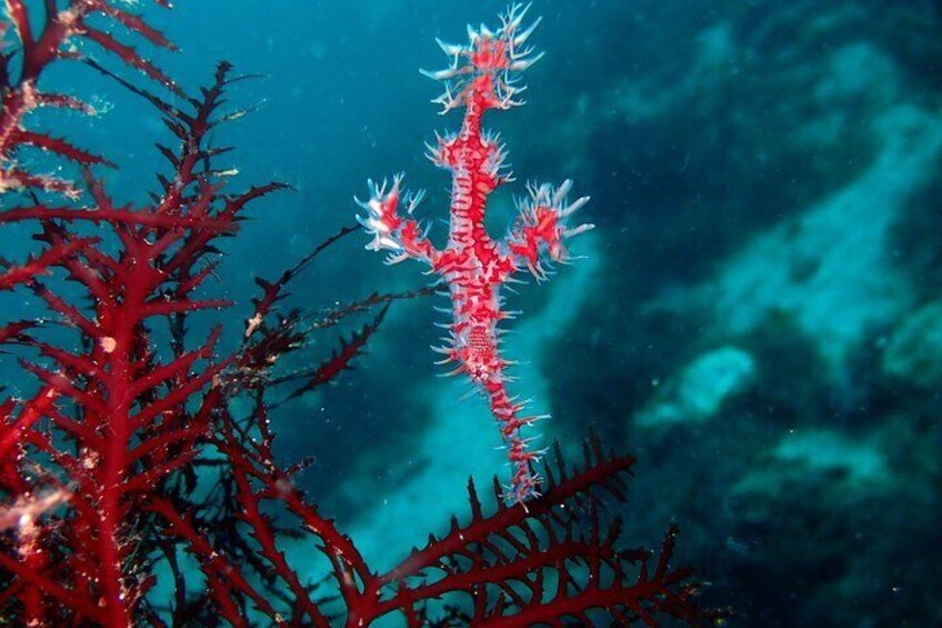 Let's enjoy Scuba diving in Izu Oceanic park Izu Peninsula for certificate Diver