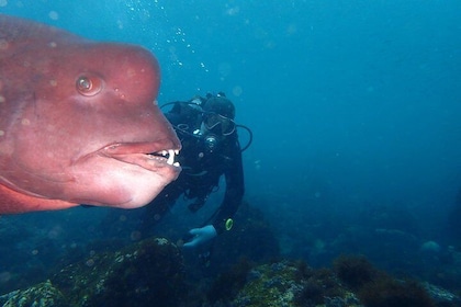 Let's enjoy Scuba diving in Izu Oceanic park Izu Peninsula for certificate ...