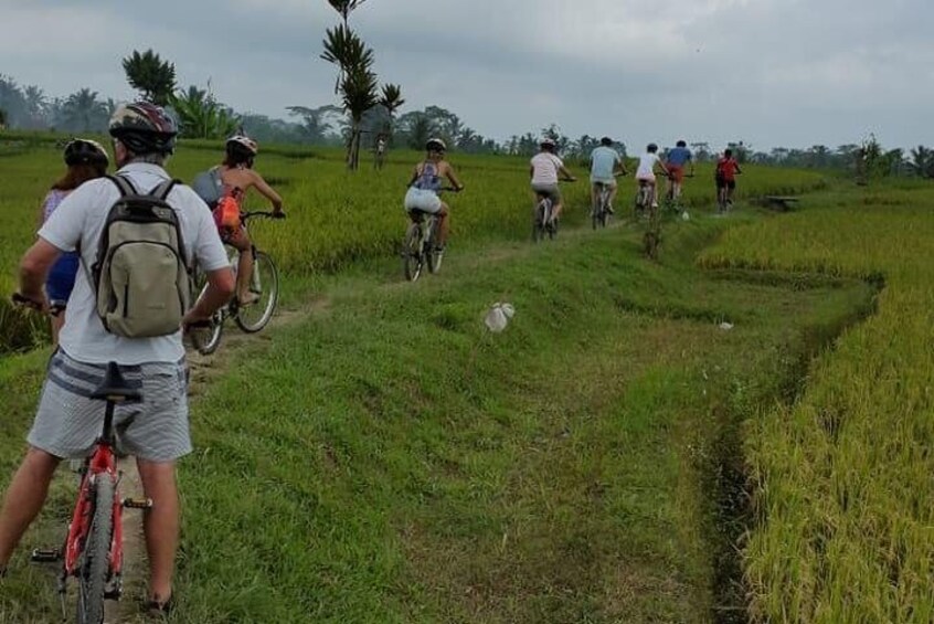 Kintamani volcano and Ubud Cycling and Biking Trail Through the Essence of Bali