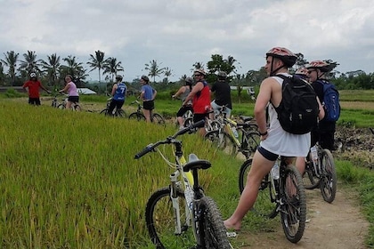 Kintamani volcano and Ubud Cycling and Biking Trail Through the Essence of ...
