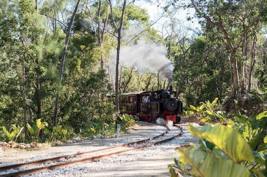 Train Coming Through The Forest