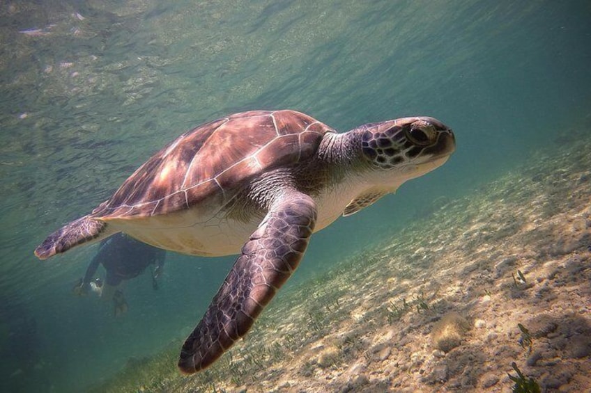 Discover the local marine life! Our resident green turtles return to our training site year after year from late April-September.