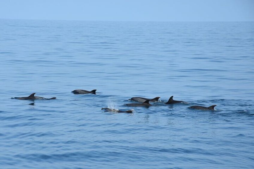 Dolphin sighting boat tour from Benalmádena