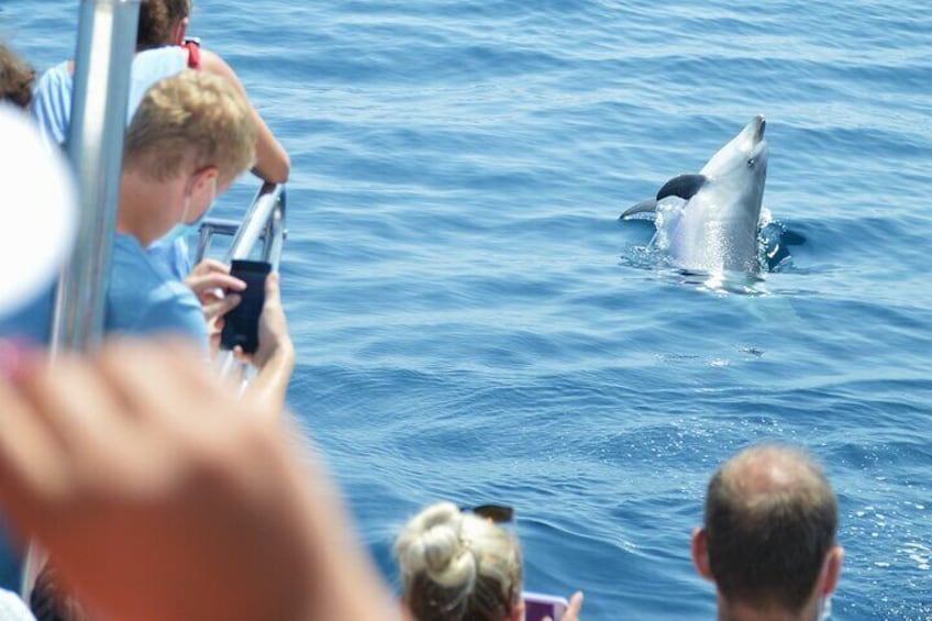 Dolphin sighting boat tour from Benalmádena