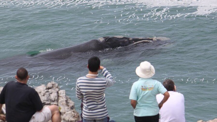 Whale Watching Walking Tours of Hermanus