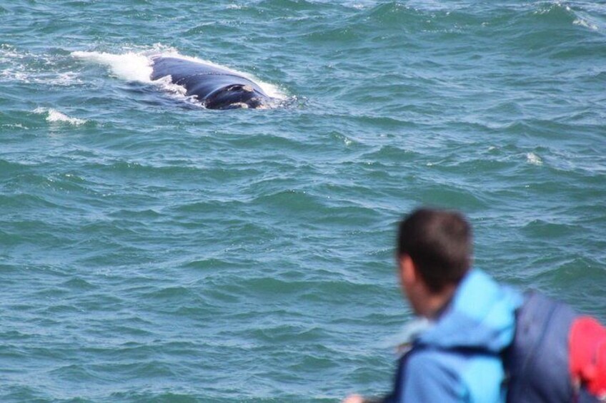 Walking tours, Whale Watching, Hermanus