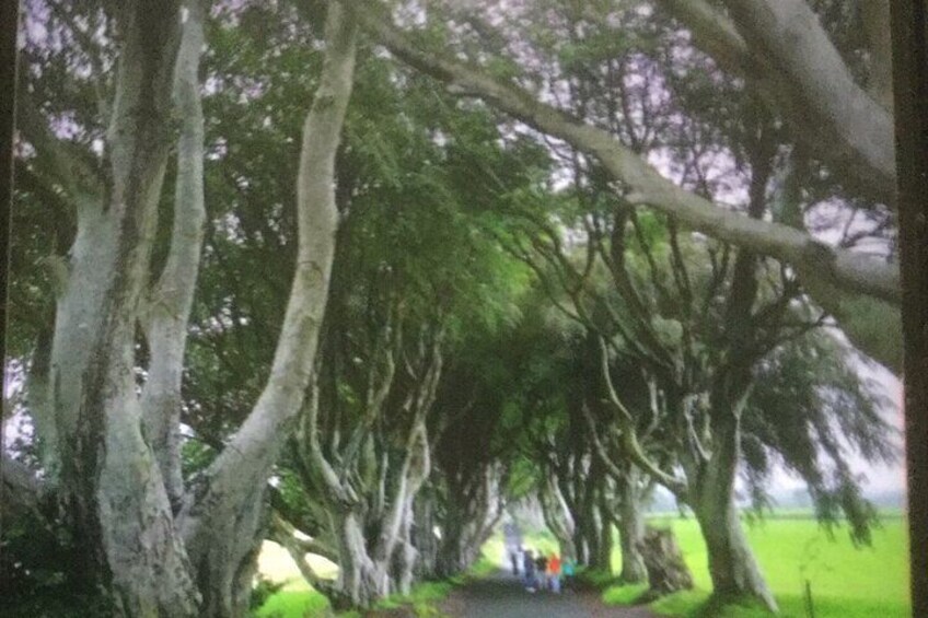 Dark Hedges