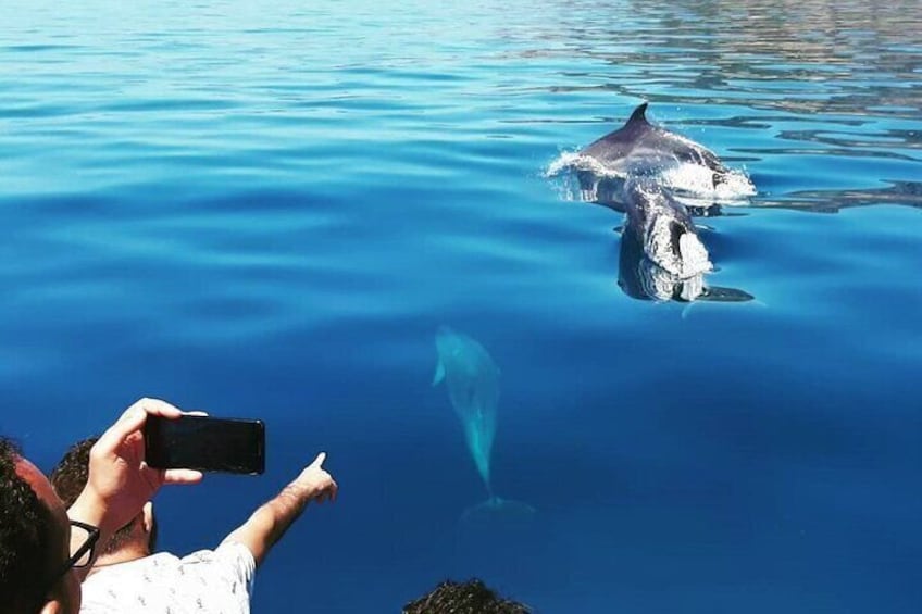 Bottlenose dolphin cruising along the Arrabida Maritime Park!