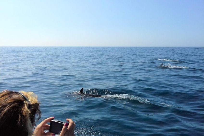 Dolphin Watching in Sesimbra´s coast
