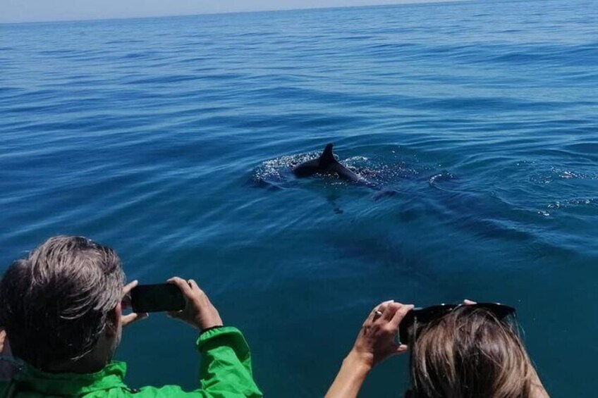 Dolphin Watching and Boat Tour in Sesimbra