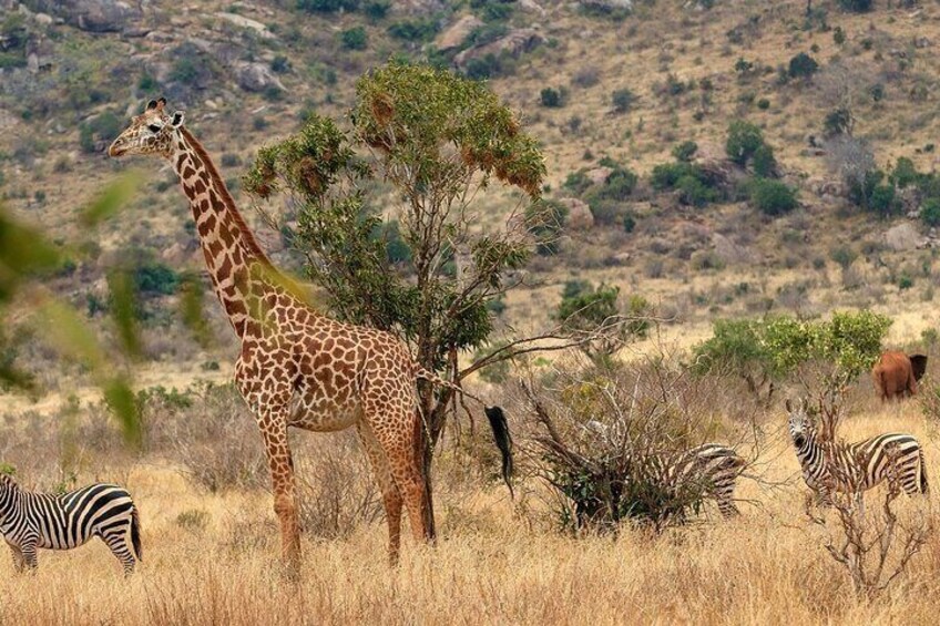 Private 3-Day Tsavo Safari from Mombasa