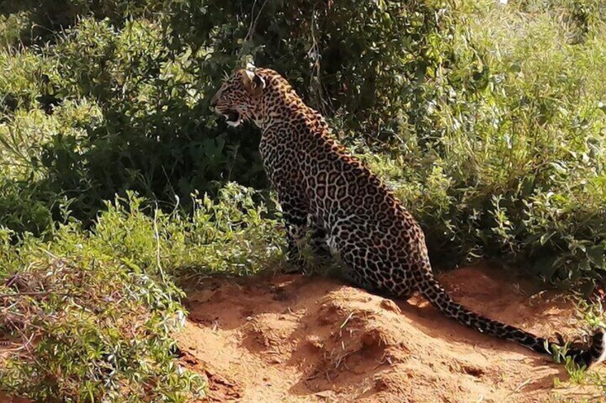 Private 3-Day Tsavo Safari from Mombasa