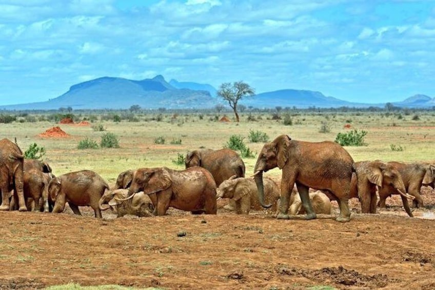 Ttsavo home of elephants