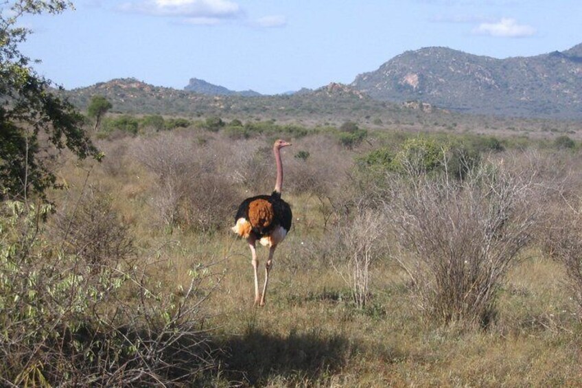 come see the Masai ostrich