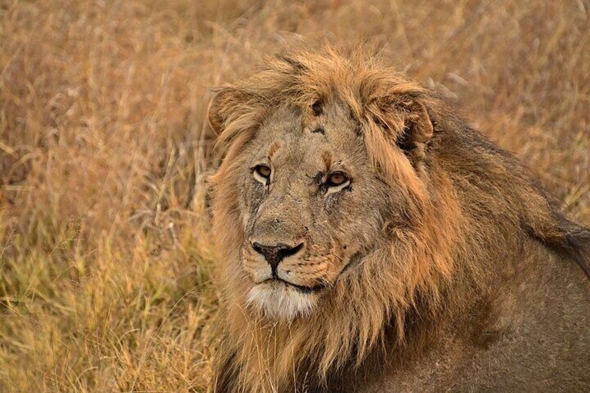 Private 3-Day Tsavo Safari from Mombasa