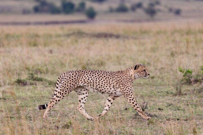 Private 3-Day Tsavo Safari from Mombasa