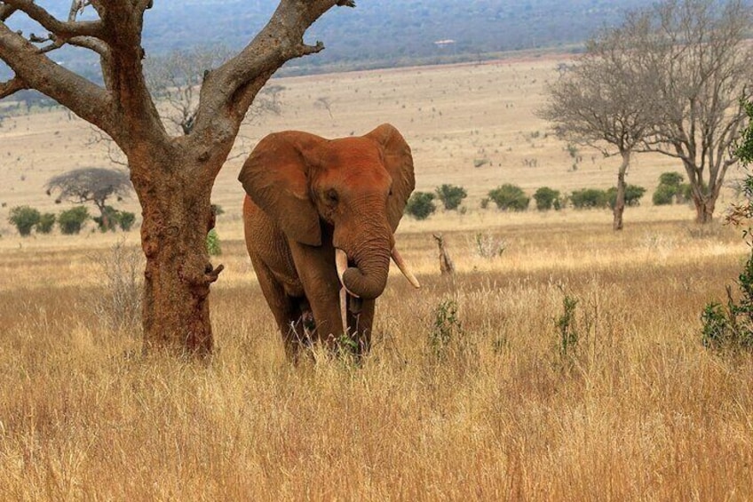 Private 3-Day Tsavo Safari from Mombasa
