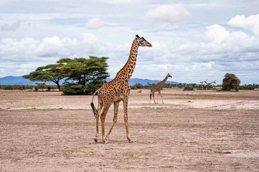 Kilimanjaro bike park safari