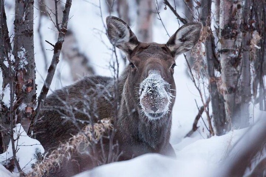 If you are lucky you may spot a moose!