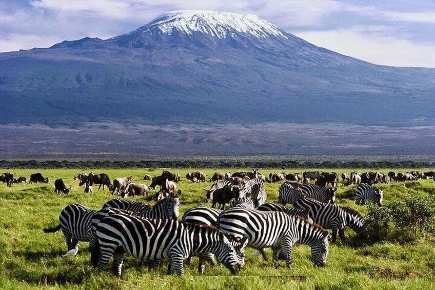 Herds of Zebras grazing
