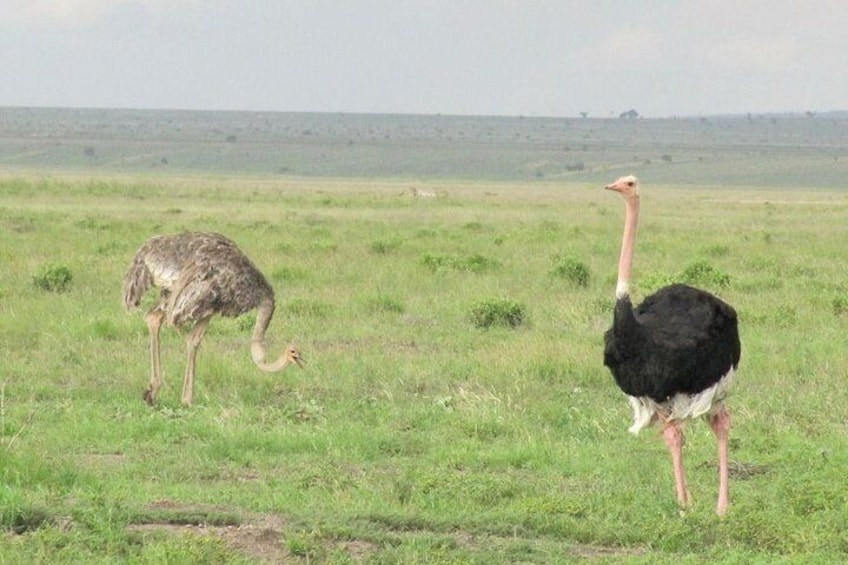 3 Days Amboseli & Tsavo East Luxury Safari