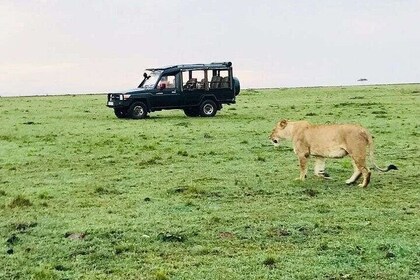 3 Days Masai Mara by Flight from Mombasa / Diani-Royal Mara Camp(min 2 pers...