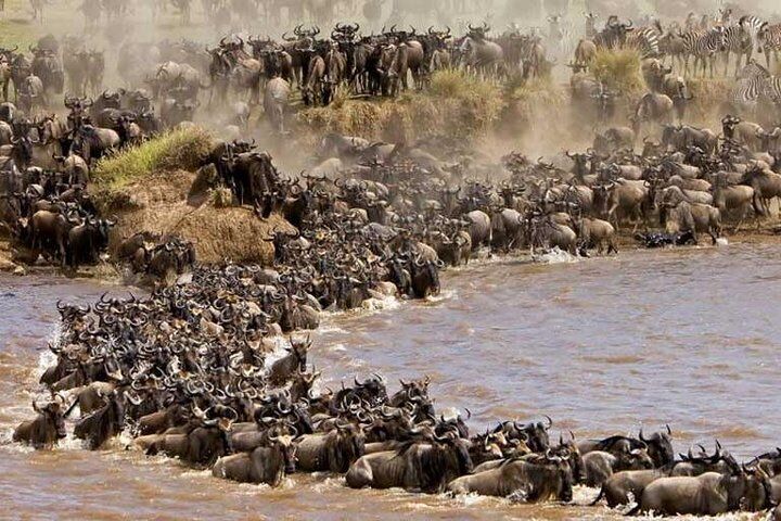 3 Days Maasai Mara By Flight from Mombasa/Diani (min 2 Pax)