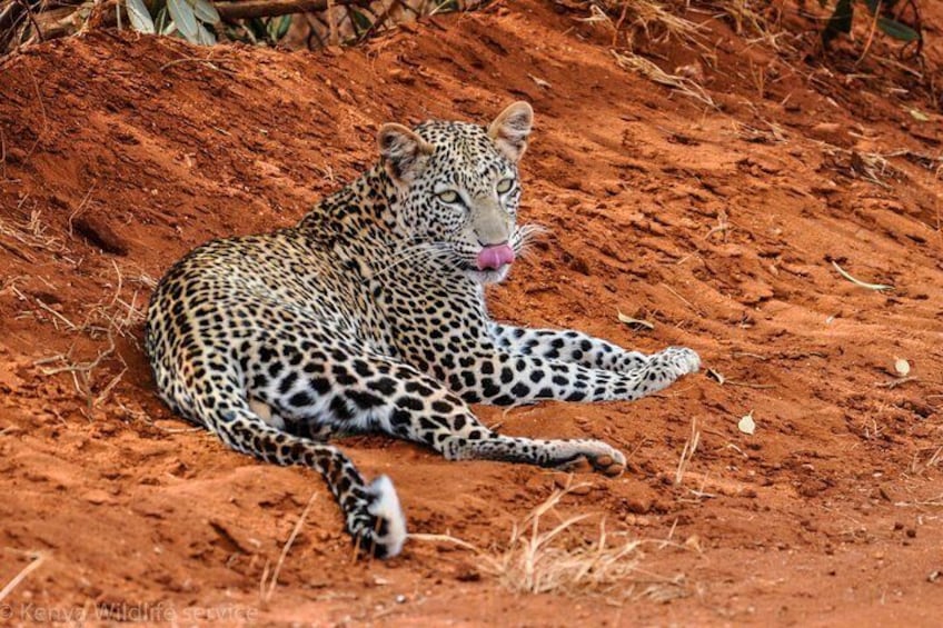 3 Days Tsavo West-Amboseli SGR Train Serena Safari Experience